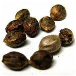 Семена марихуаны АК-47  (Seeds AK-47) в Заинске
